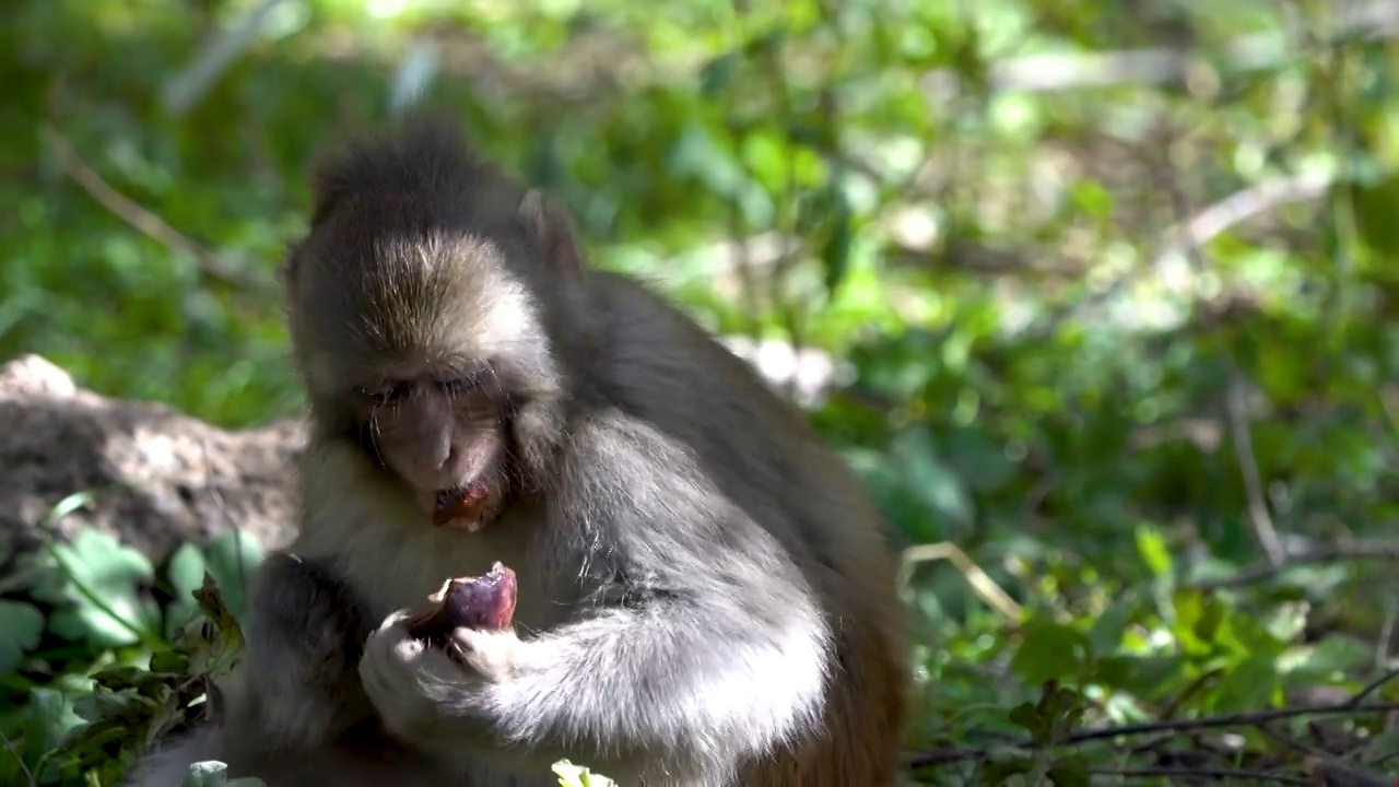 西藏猕猴,野生动物,幼兽,森林，吃东西的猴子视频素材