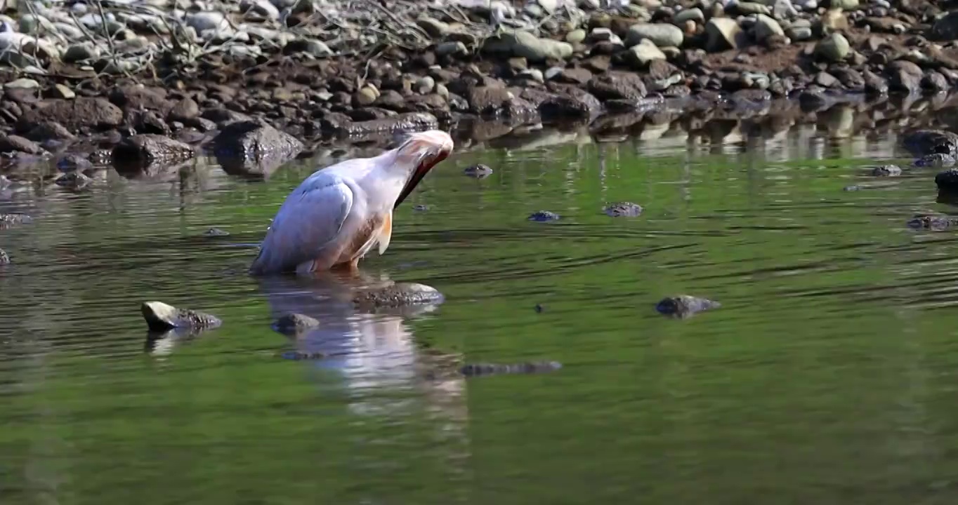 世界珍禽 东方宝石：朱鹮湖水中沐浴洗澡视频素材