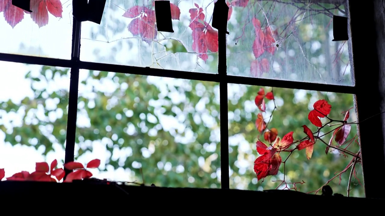破旧房屋玻璃窗外的红叶视频素材