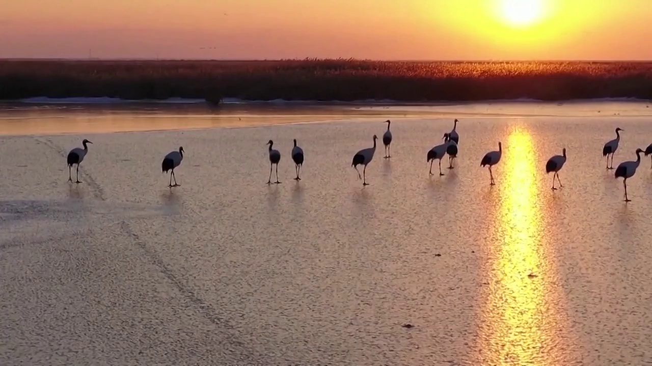 中国自然生态保护COP15视频素材