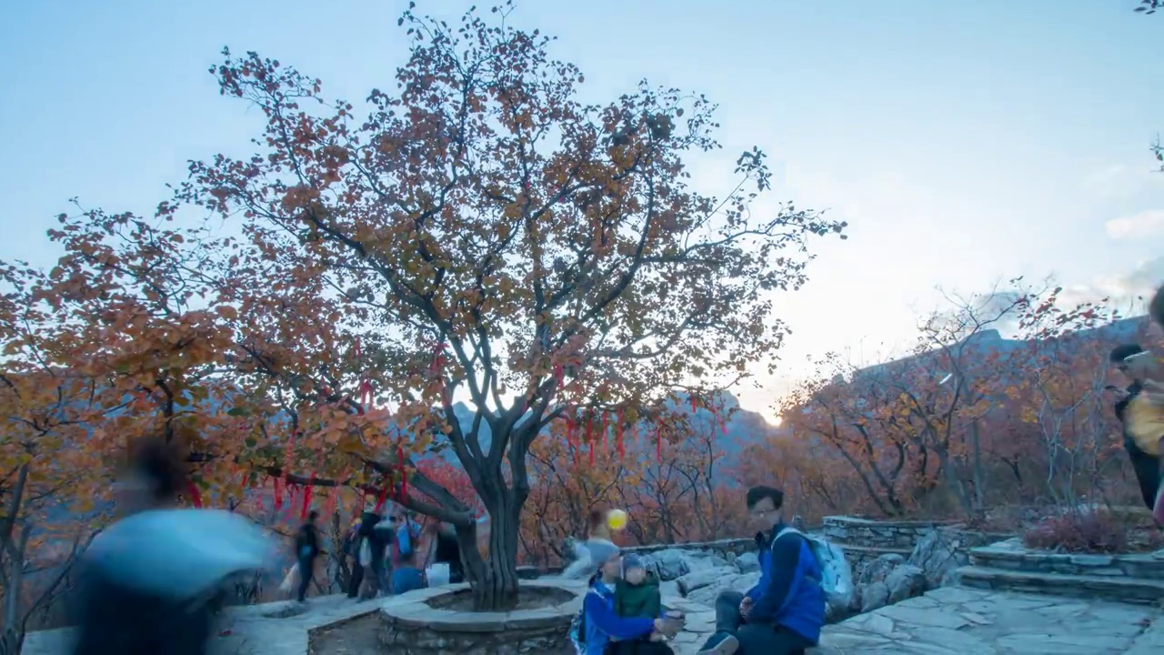 北京房山坡峰岭百年黄栌树下视频素材