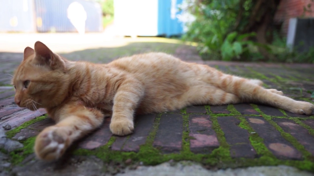 橘猫躺在地上打理自己视频素材