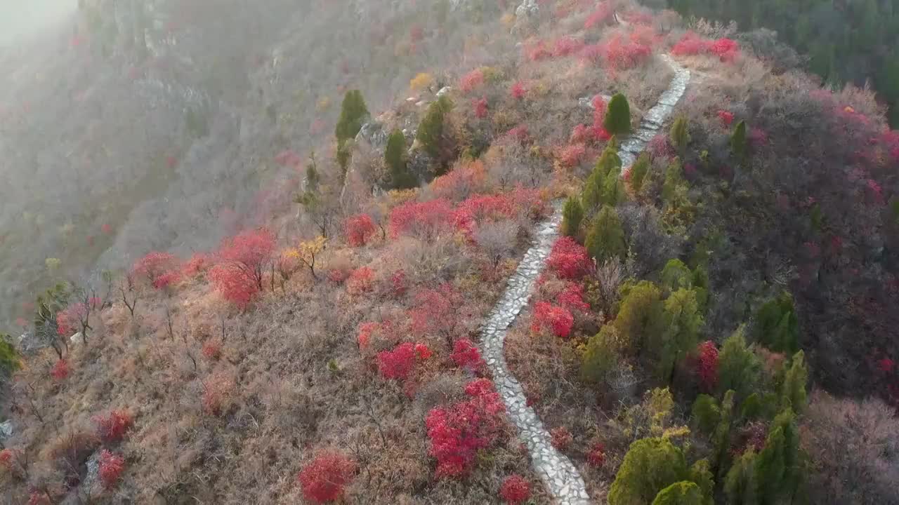 山东青州市仰天山森林公园秋季风光视频素材