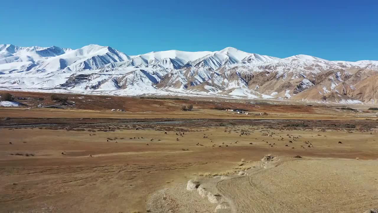 大美新疆：航拍新疆帕米尔高原，雪山，草地，羊群视频素材