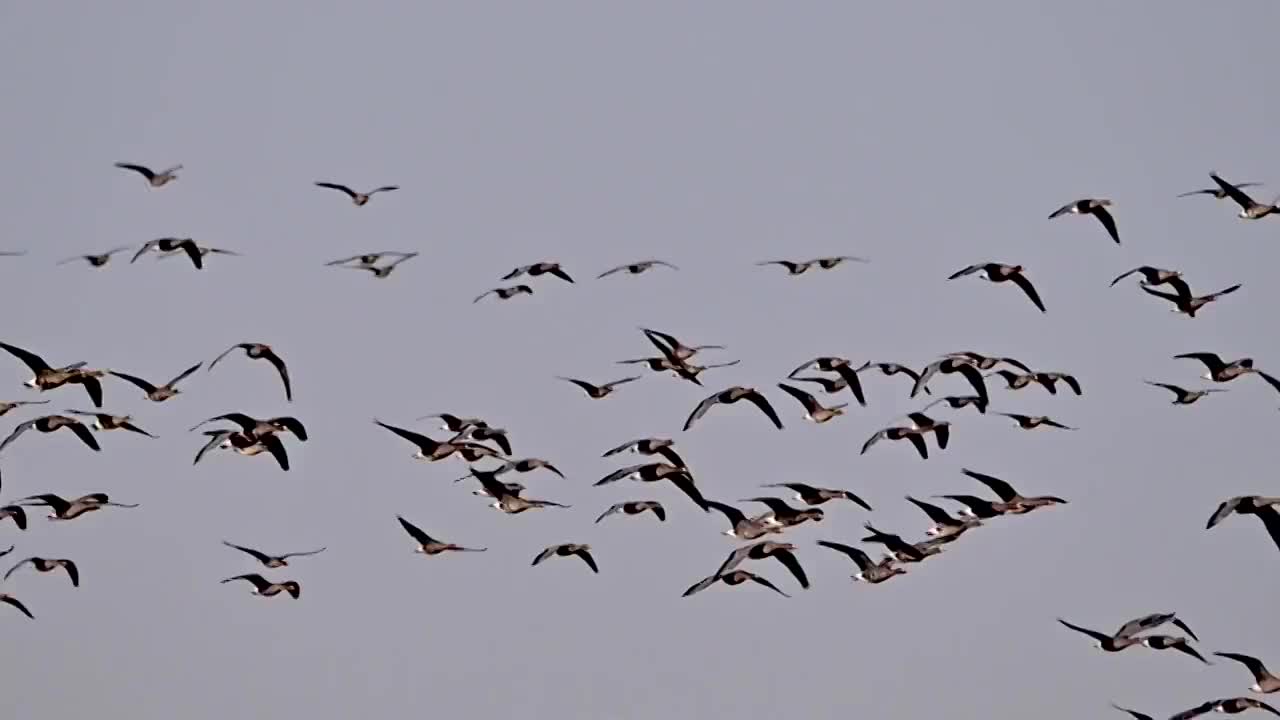 黑龙江鸡西：立冬节气，万鸟在中俄界湖兴凯湖集结视频素材