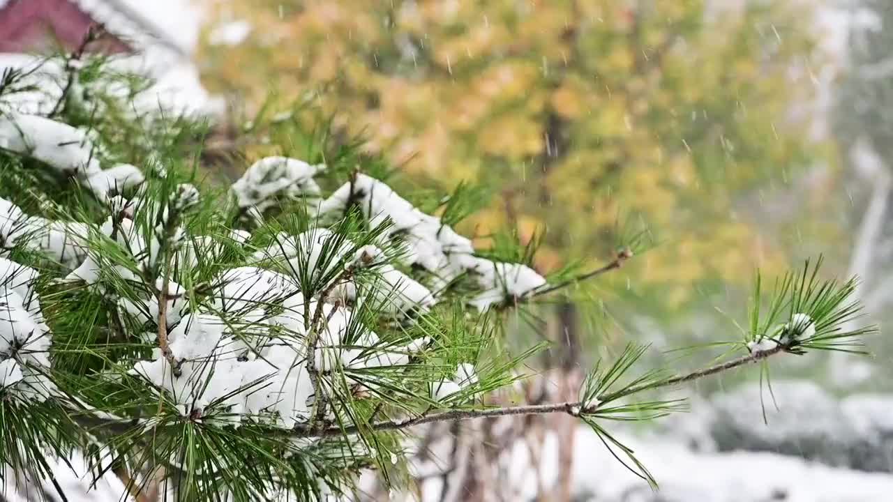 白雪迎新年瑞雪兆丰年雪花飘冬季视频素材