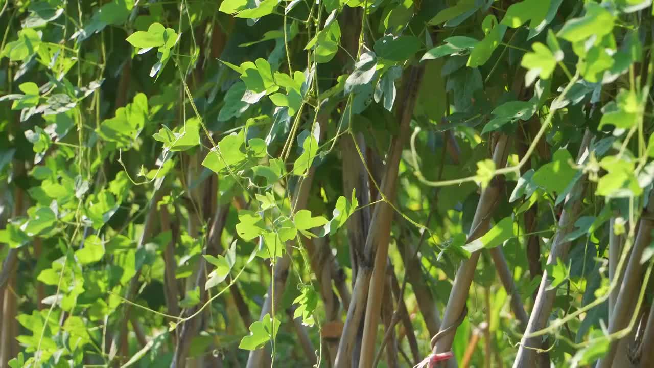 菜园里种植的葛藤视频下载