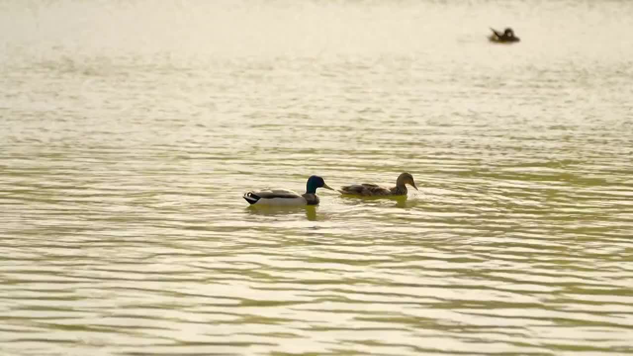 4K湖面上游泳的野鸭视频素材