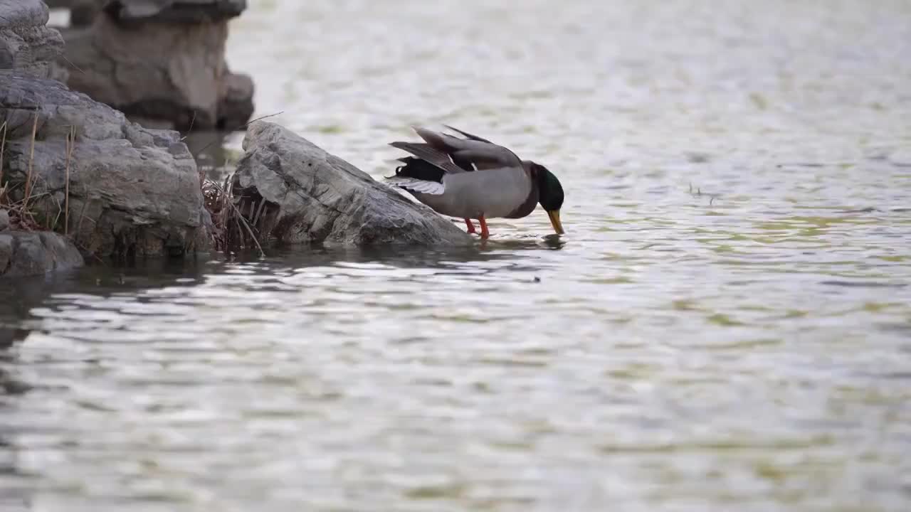 4K湖面上游泳的野鸭视频素材