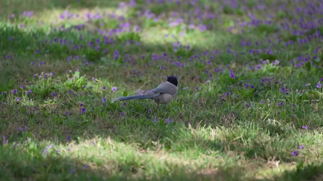 4K春天野花丛中的喜鹊近景特写视频下载