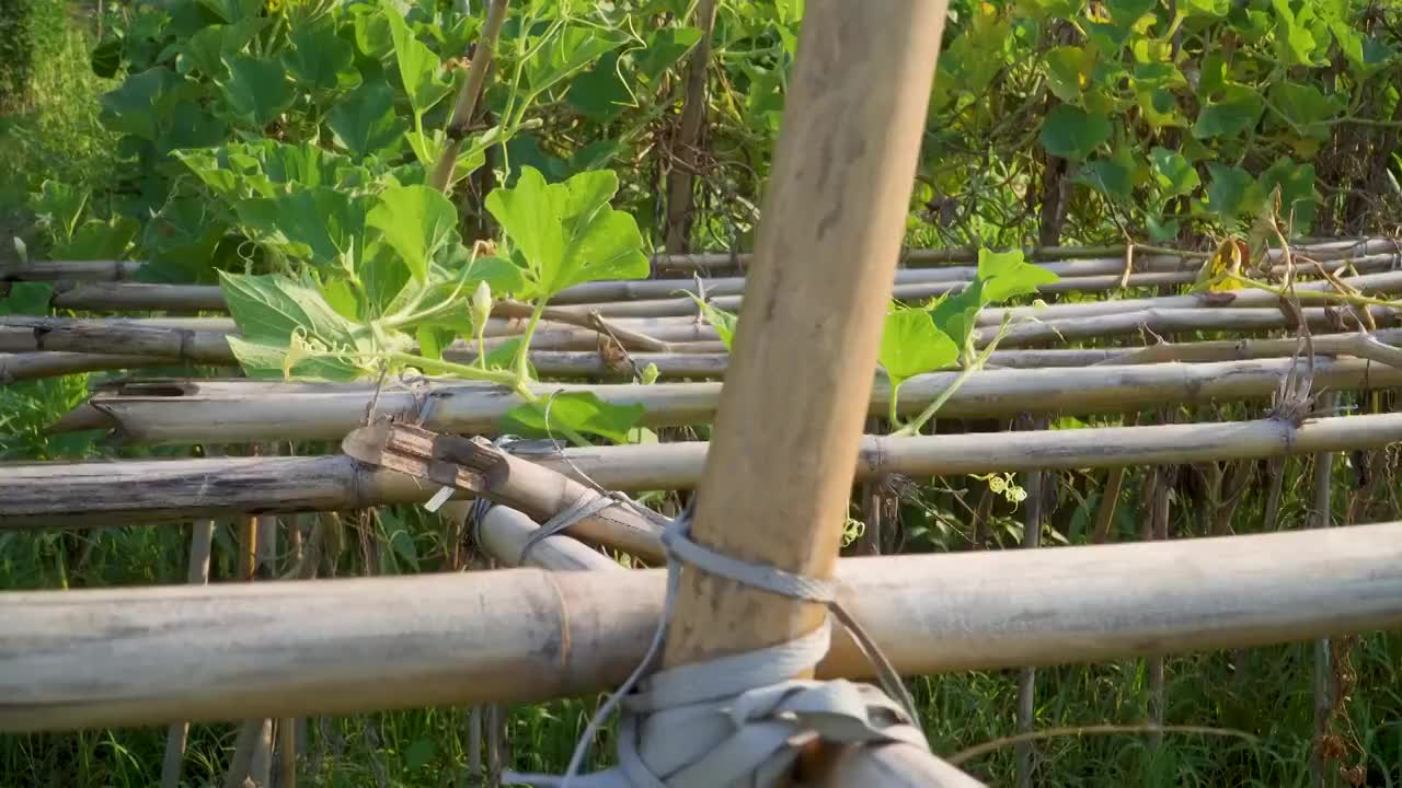藤架上的南瓜藤视频素材