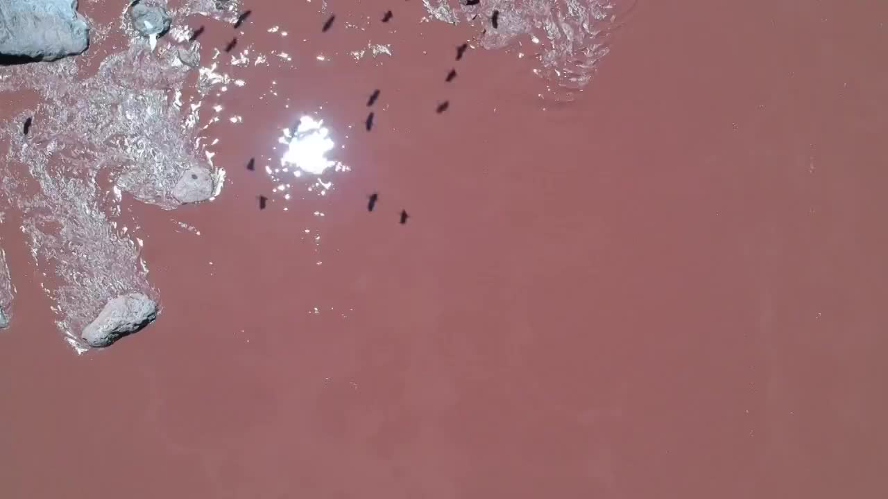 航拍云南省玉溪市元江上的白鹭鸶视频素材