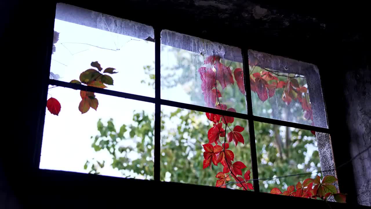 破旧房屋玻璃窗外的红叶视频素材