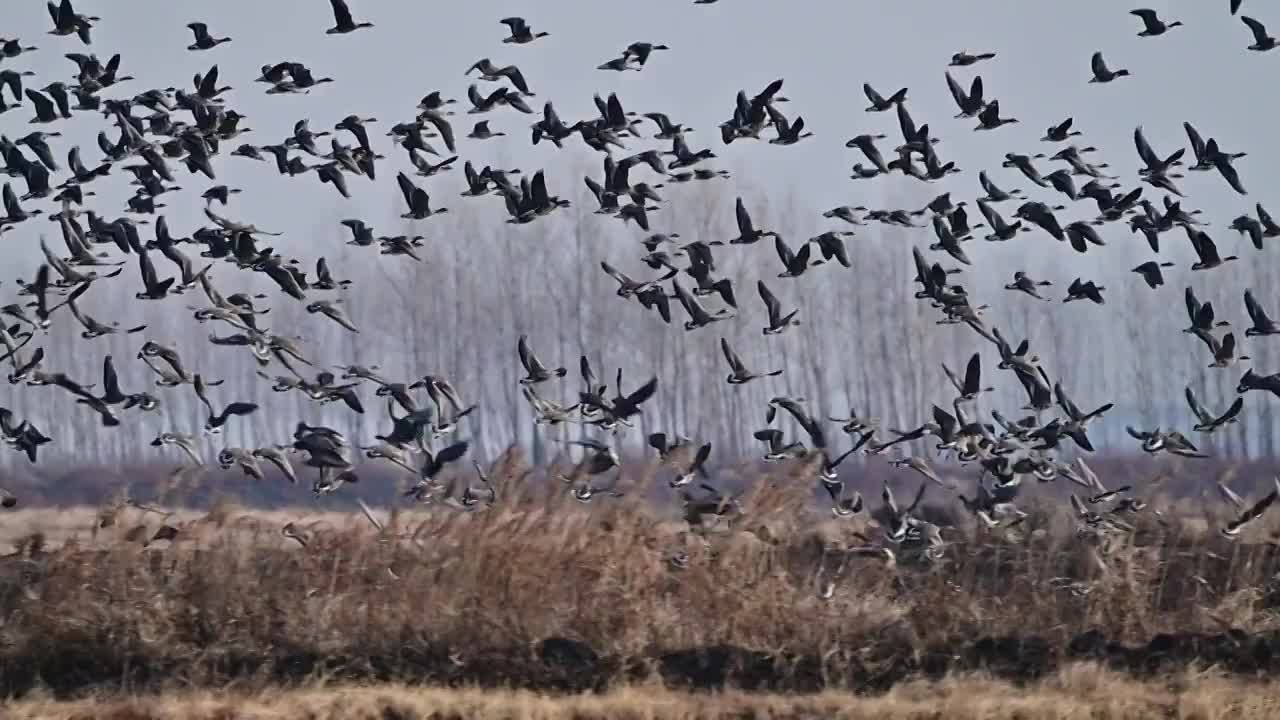 黑龙江鸡西：立冬后，兴凯湖湿地万鸟集结场面视频素材