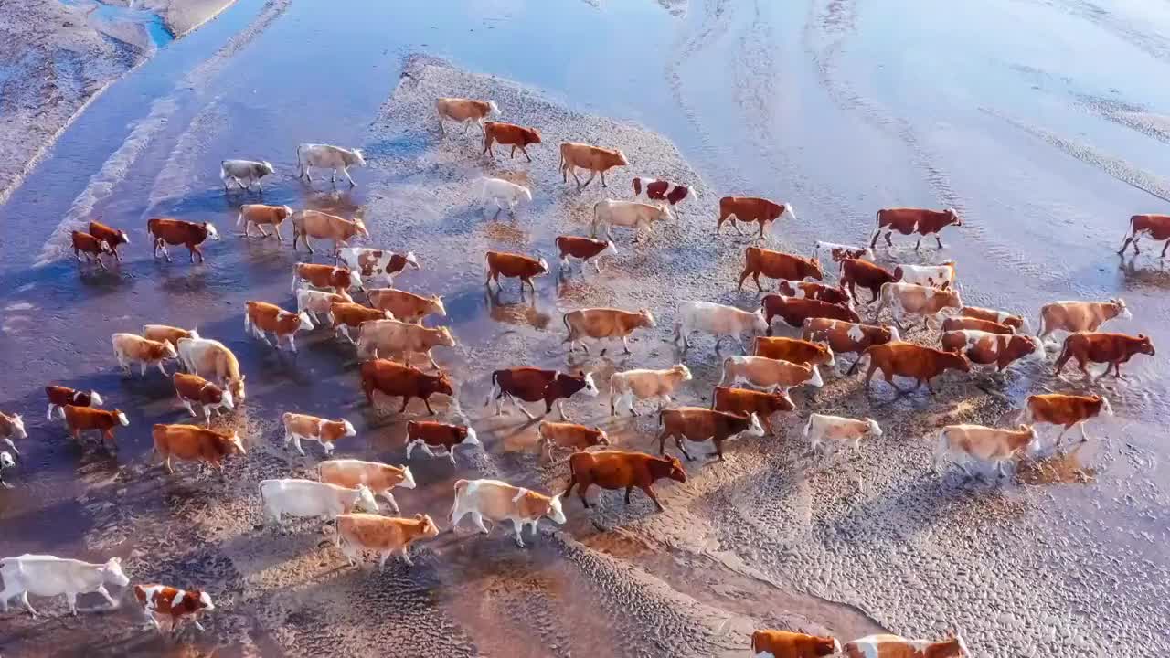 中国内蒙古牛群过河的场景航拍视频下载