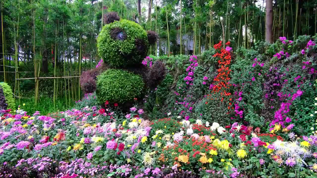 中国四川绵阳菊花展览，自然，季节，户外，视频素材