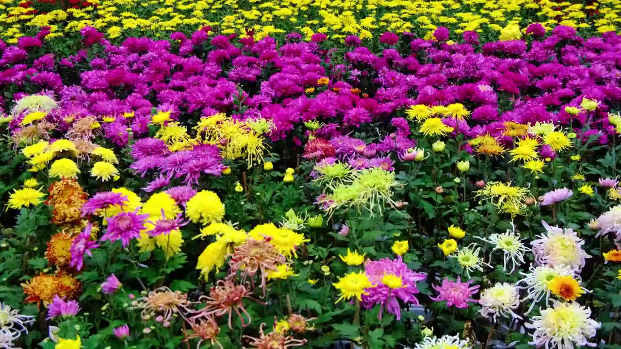 中国四川绵阳菊花展览，自然，季节，户外，视频素材