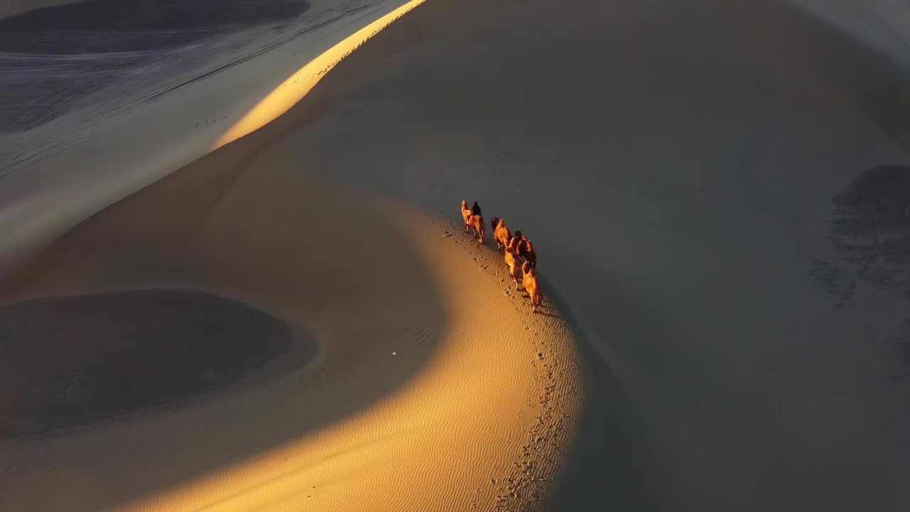 巴丹吉林沙漠夕阳下的骆驼，沙漠，日落，动物，骆驼，路线，行走视频下载