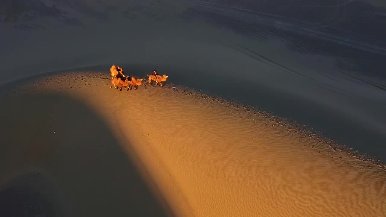 巴丹吉林沙漠夕阳下的骆驼，沙漠，日落，动物，骆驼，路线，行走视频下载