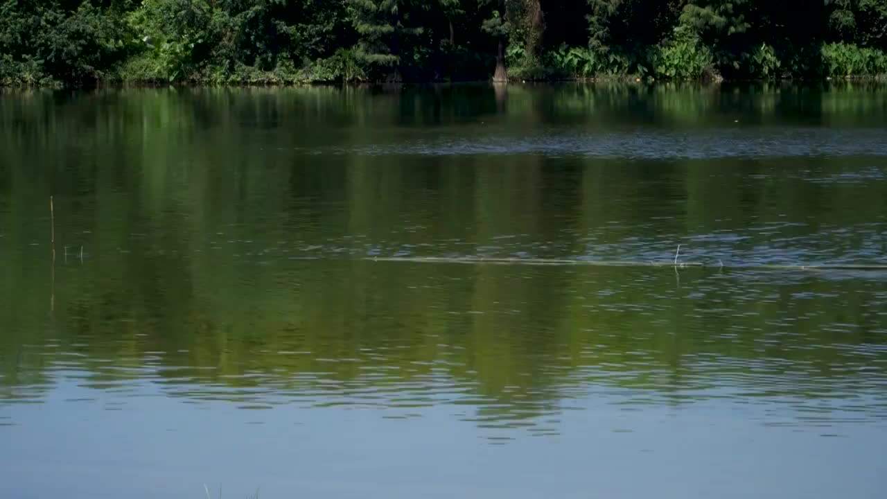广东清远飞来湖湿地公园的白鹭鸟视频素材