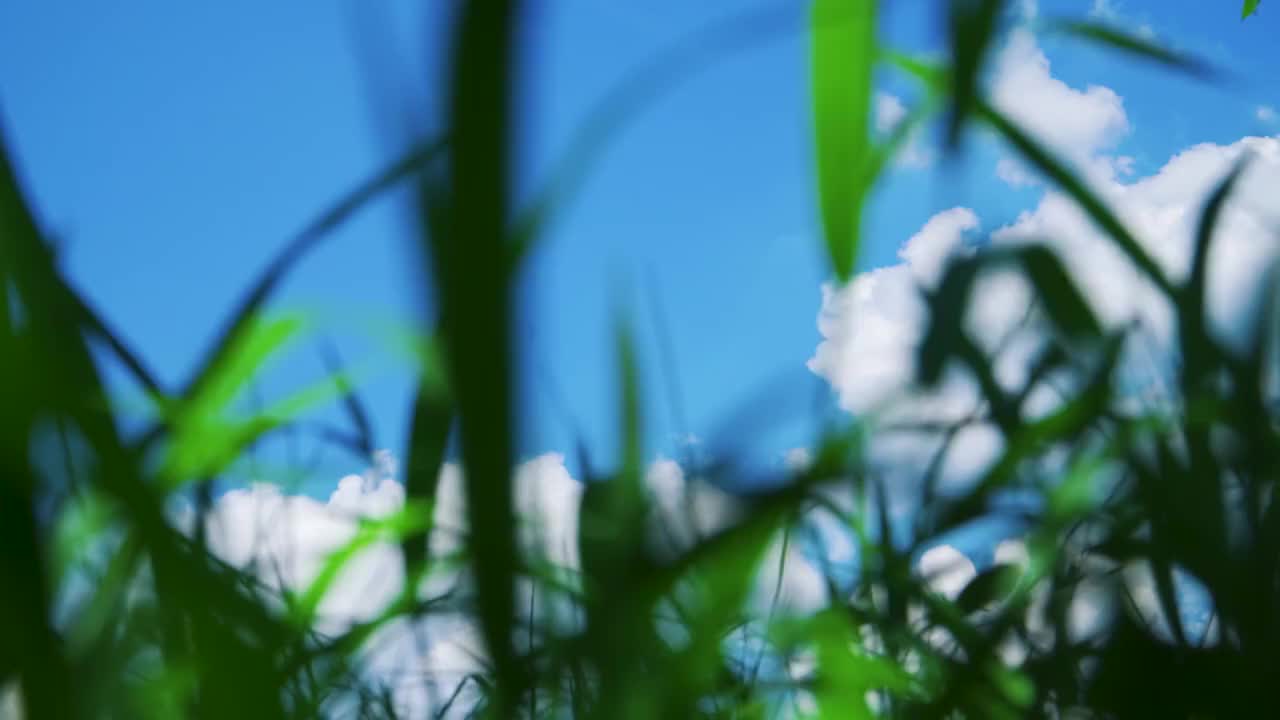 蓝天白云下的绿色草丛视频素材