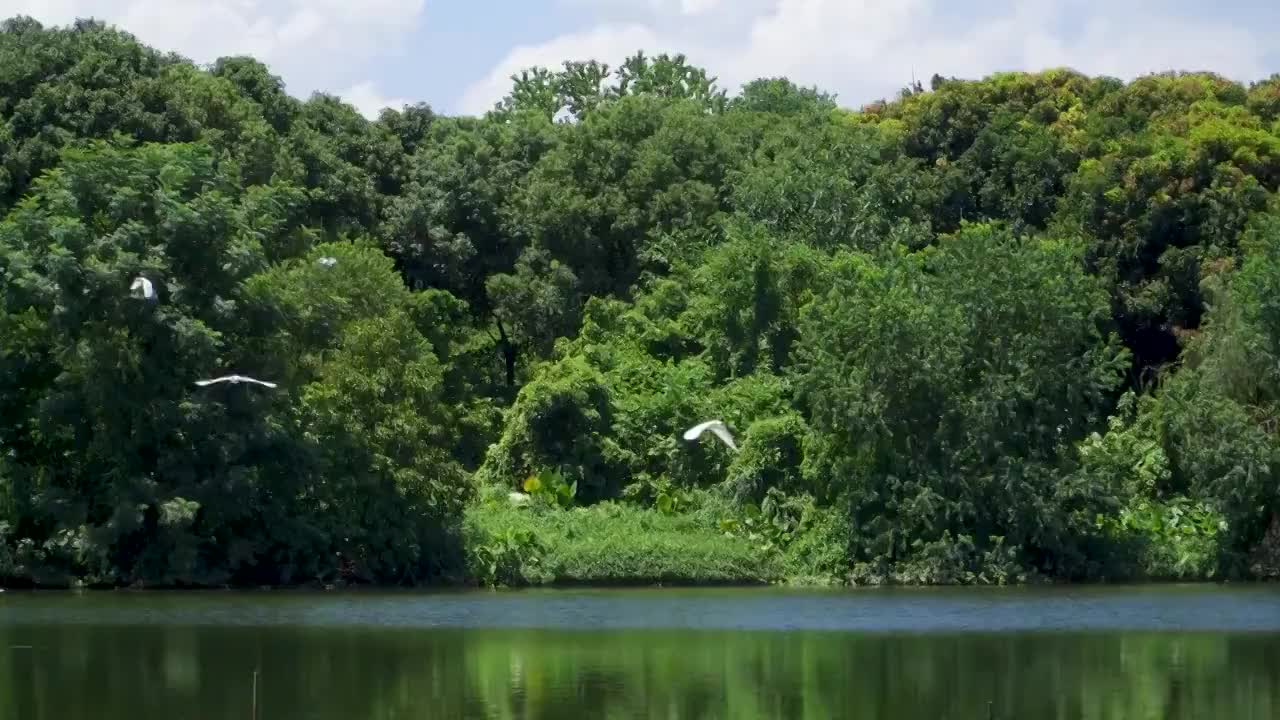 广东清远飞来湖湿地公园的白鹭鸟视频素材