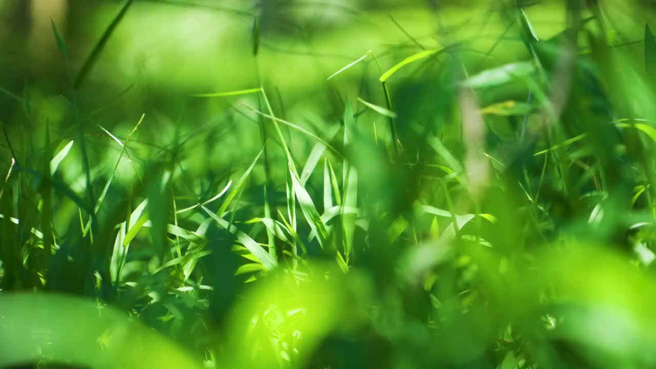 小清新夏日阳光下的绿色草丛视频素材