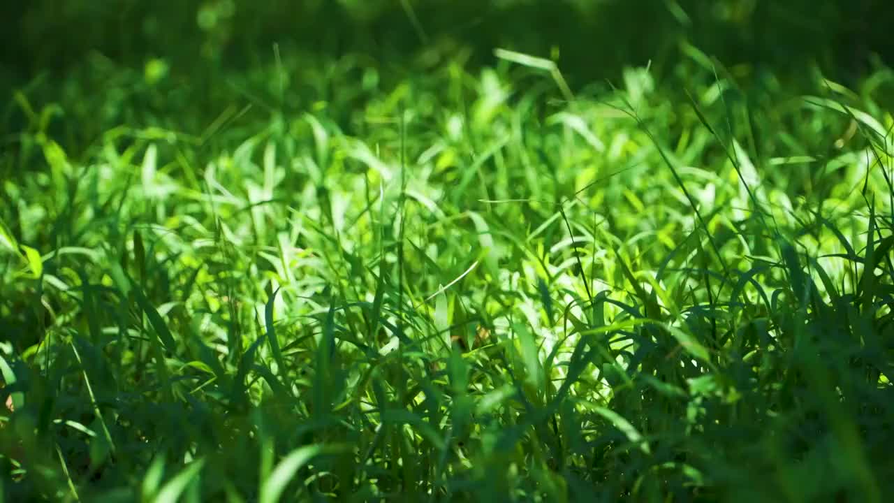 小清新夏日阳光下的绿色草丛视频素材
