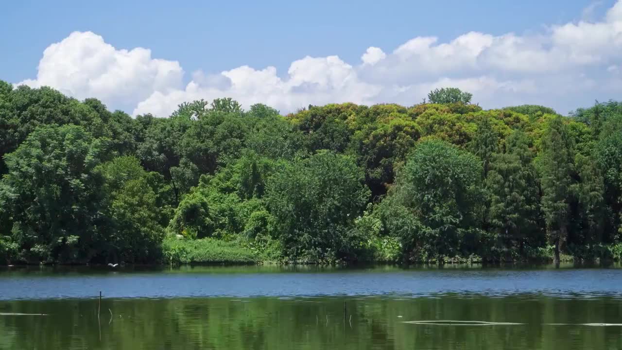 广东清远飞来湖湿地公园湖水风景视频素材