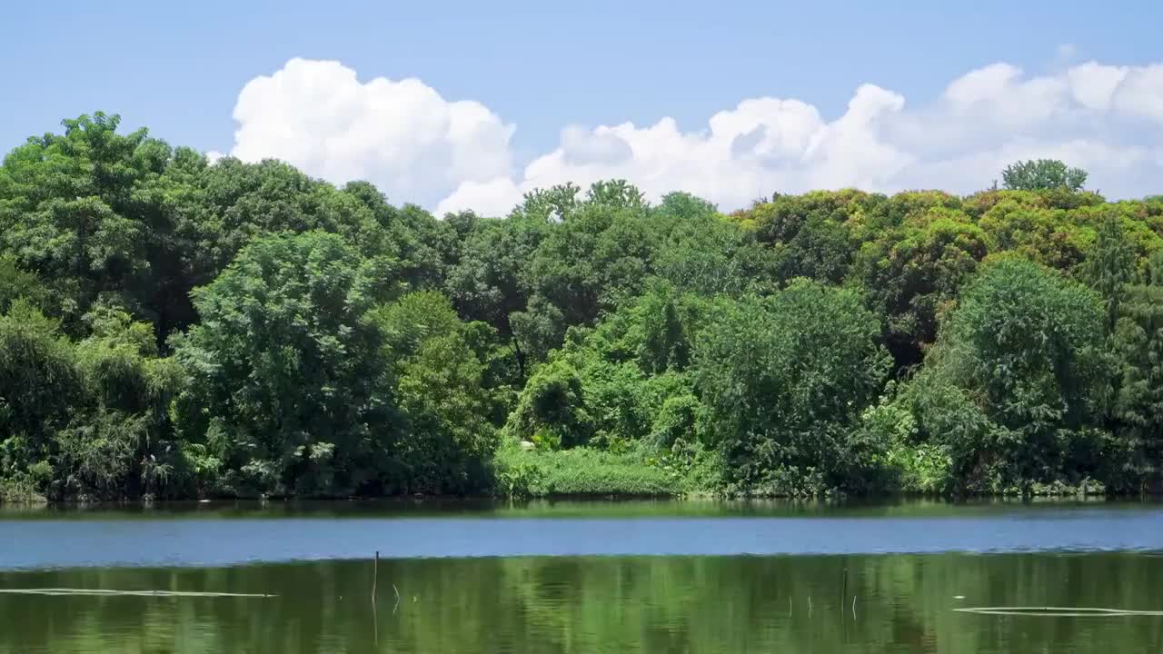 广东清远飞来湖湿地公园湖水风景视频素材
