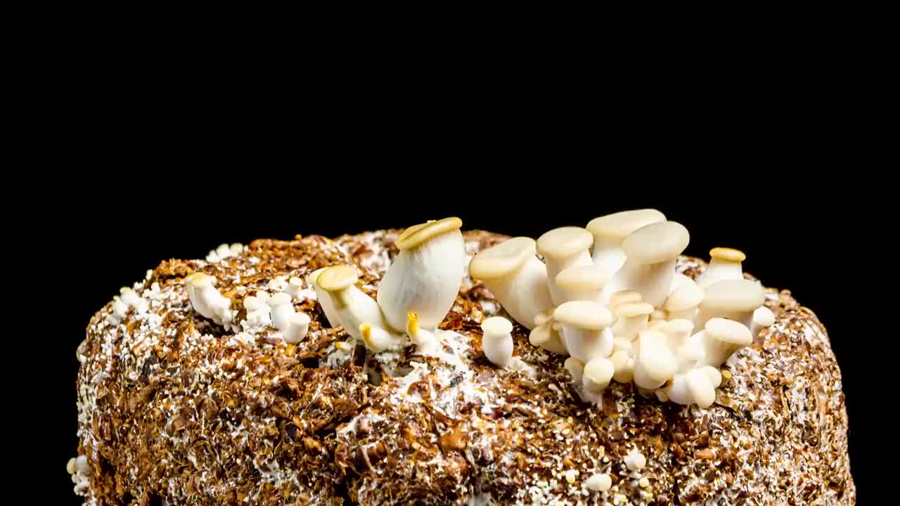 4k食用蘑菇生长大延时摄影视频素材