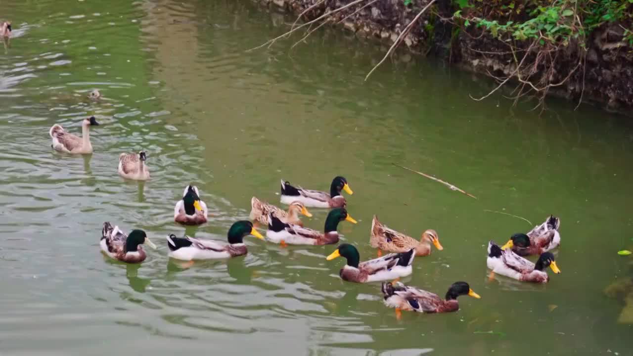 水塘里游动嬉戏的鸭子视频素材