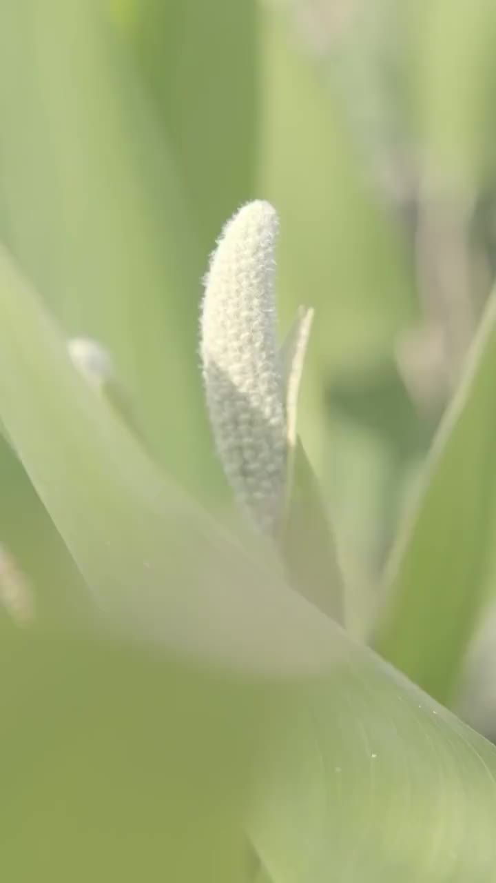 可爱的水生植物梭鱼草视频素材