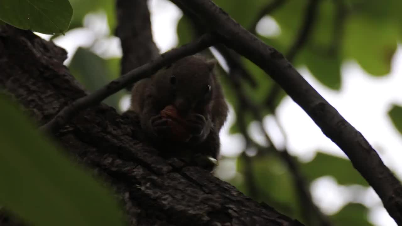 树枝上进食核桃的松鼠视频素材