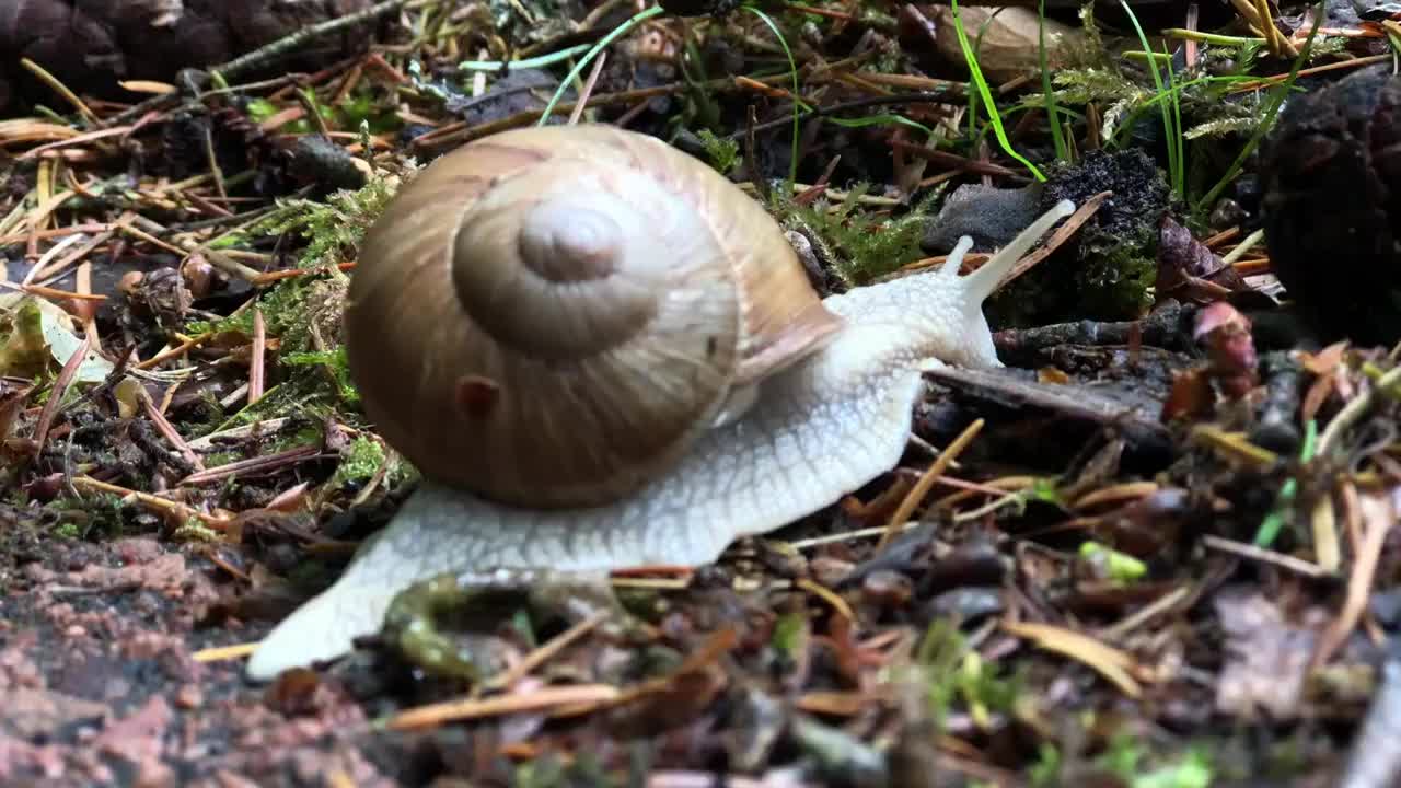 林地间爬行的蜗牛特写视频素材