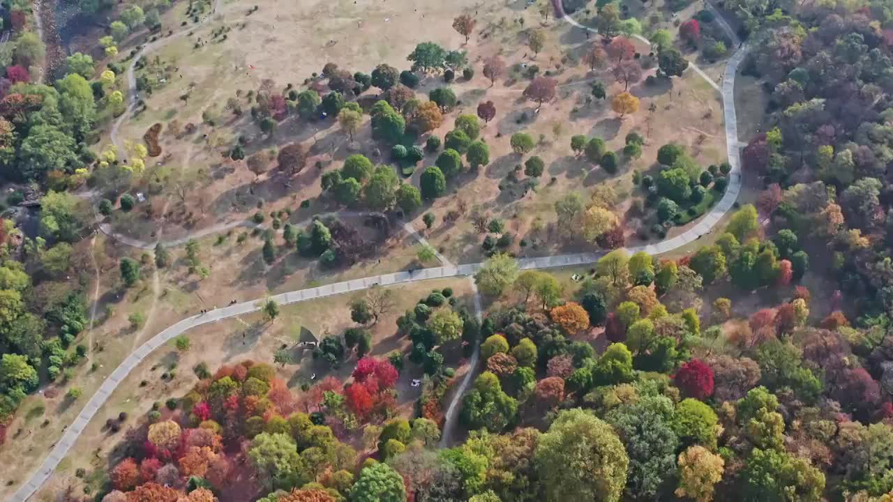 秋天的紫金山五彩斑斓视频素材