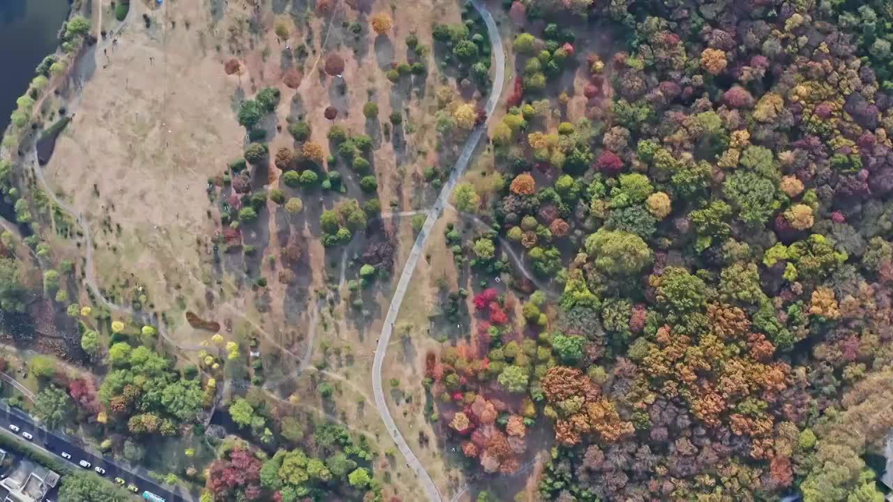 五彩斑斓的紫金山秋色视频素材