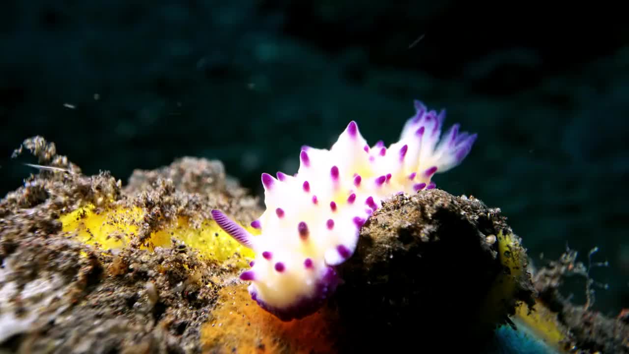 水下摄影神奇神秘的海底世界海兔海蛞蝓视频下载