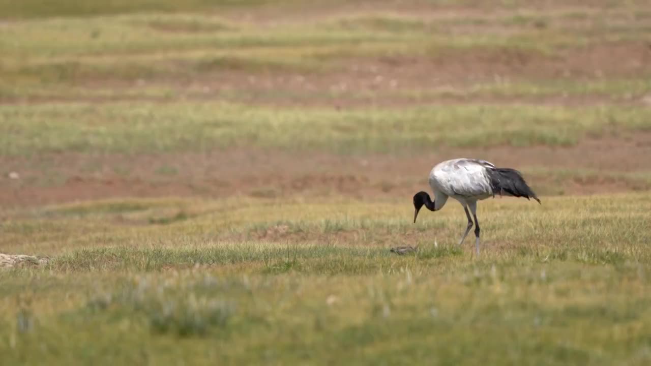 西藏阿里地区高原上的黑颈鹤视频下载