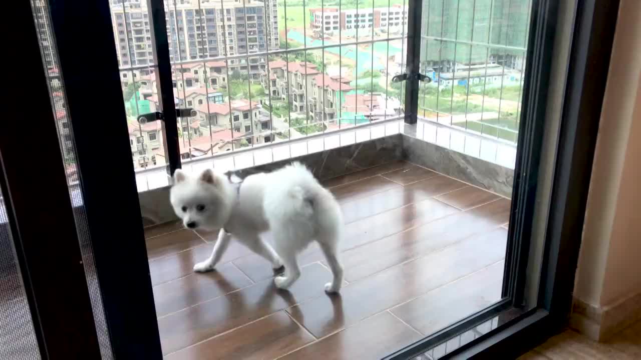 关在阳台焦急不安的博美犬视频素材
