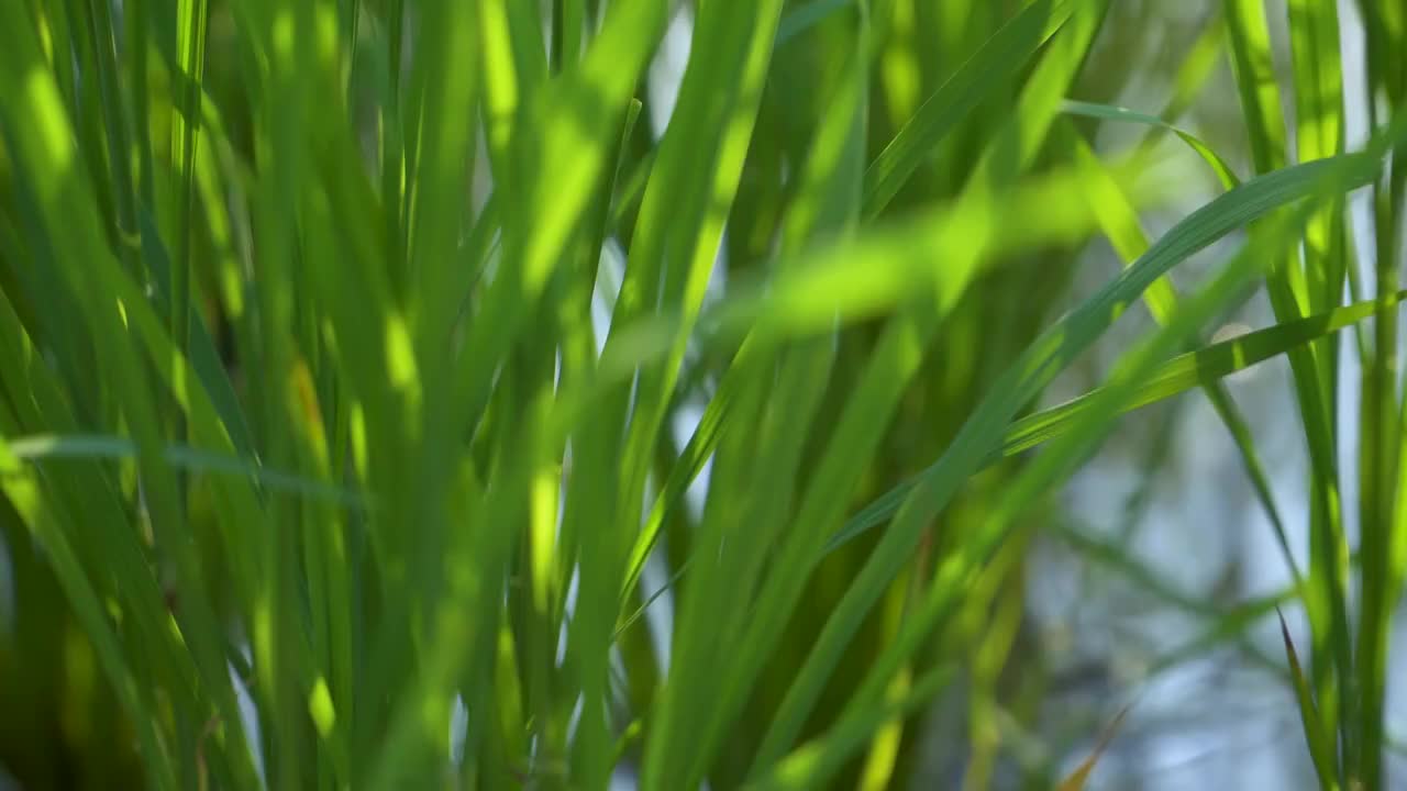夏天的水稻稻田视频素材