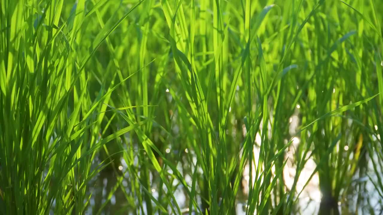 夏天的水稻稻田视频素材