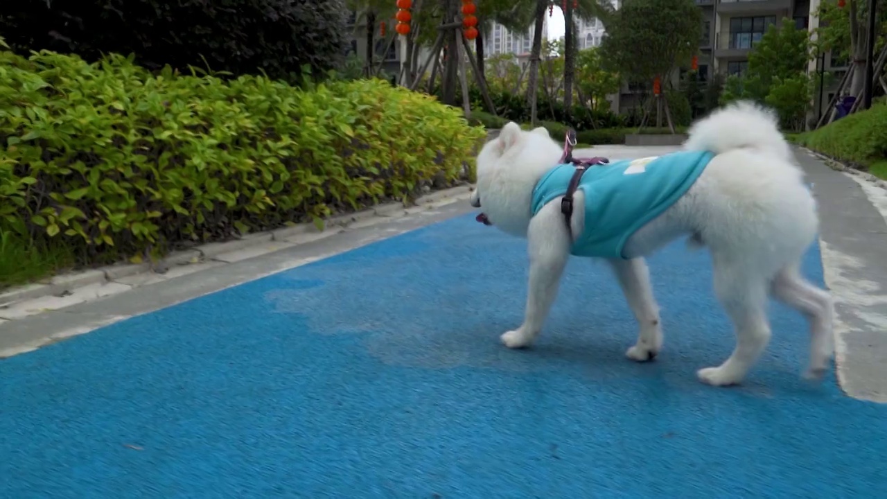 在小区遛一只白色博美犬视频素材