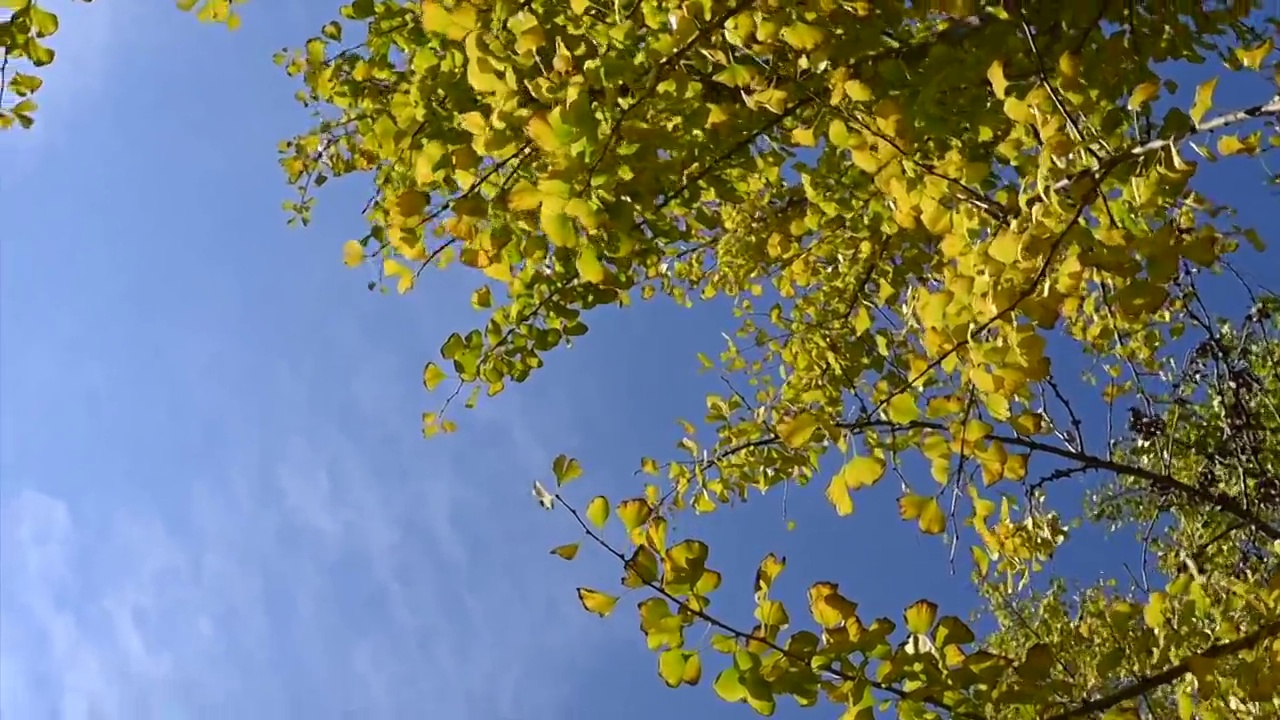 秋天蓝色天空下金黄色的银杏树叶视频素材