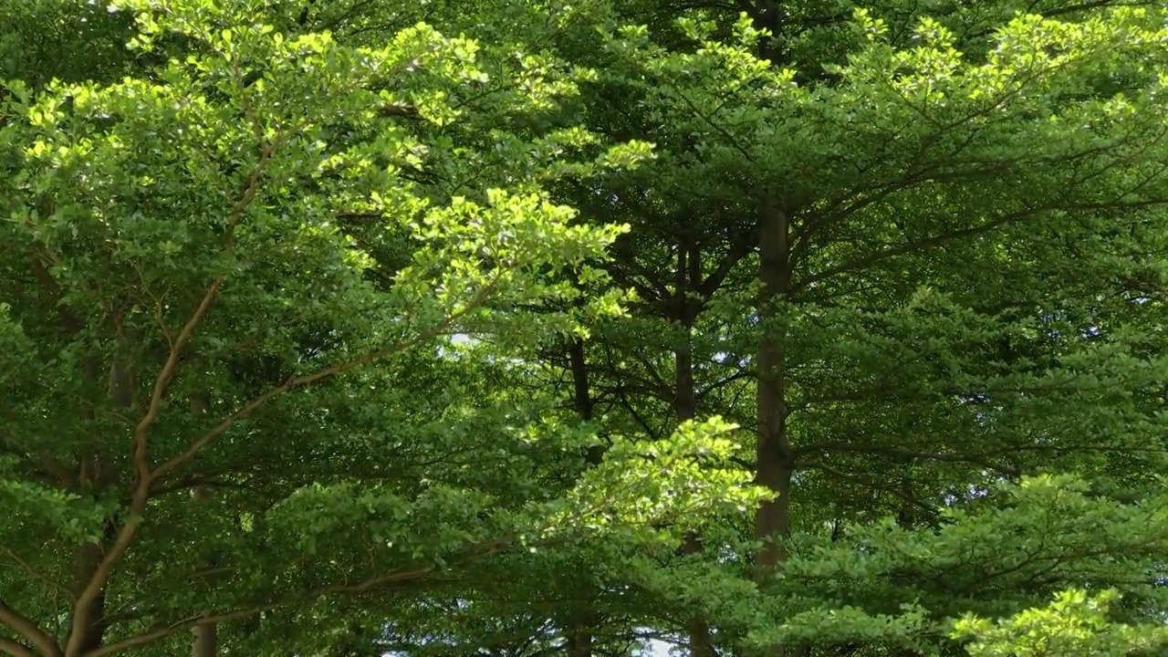夏天茂盛的树林视频素材