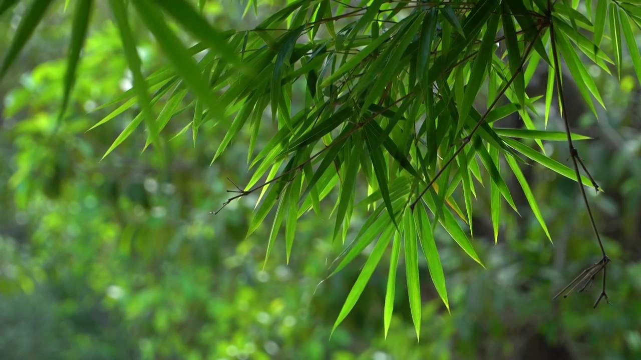 夏天公园的竹子视频下载