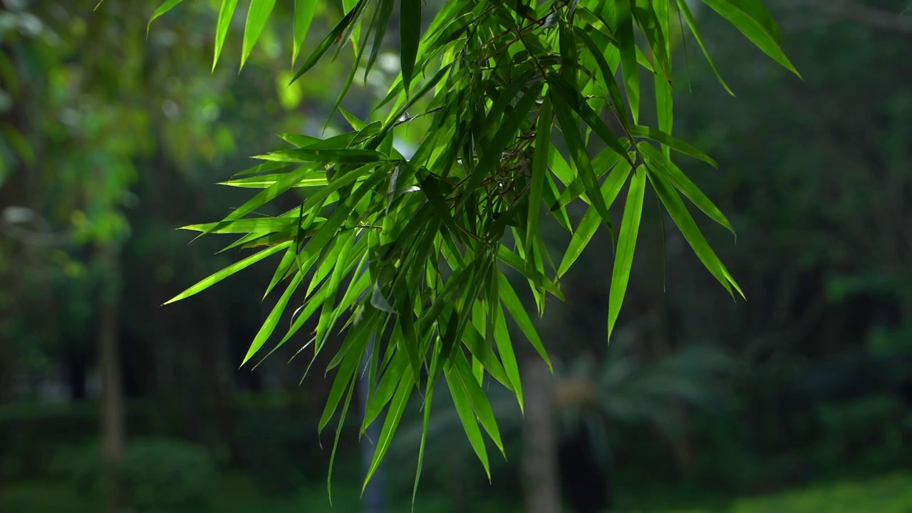 夏天公园的竹子视频下载