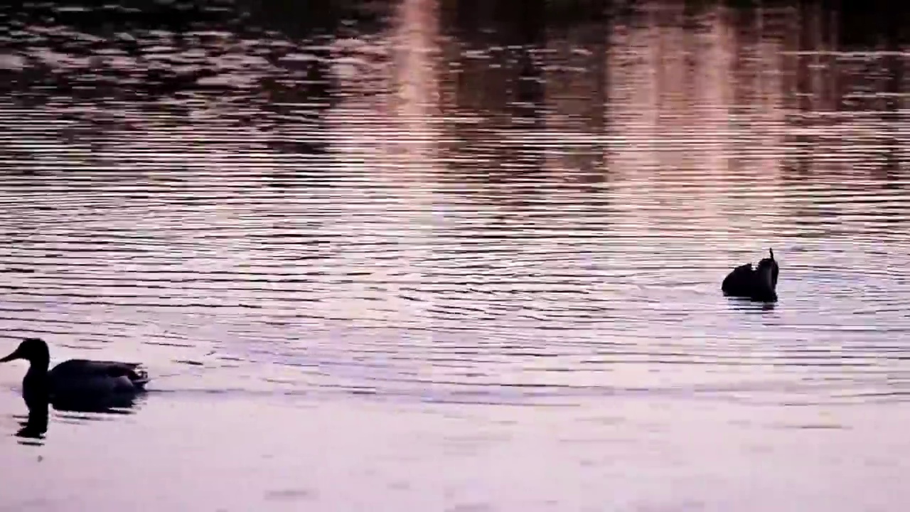 夕阳下湖面归巢的一对野鸭视频素材