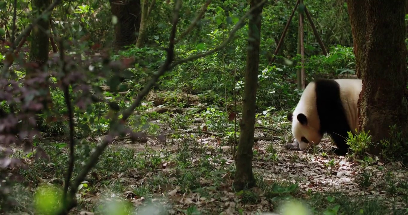 草丛里的一只熊猫视频素材