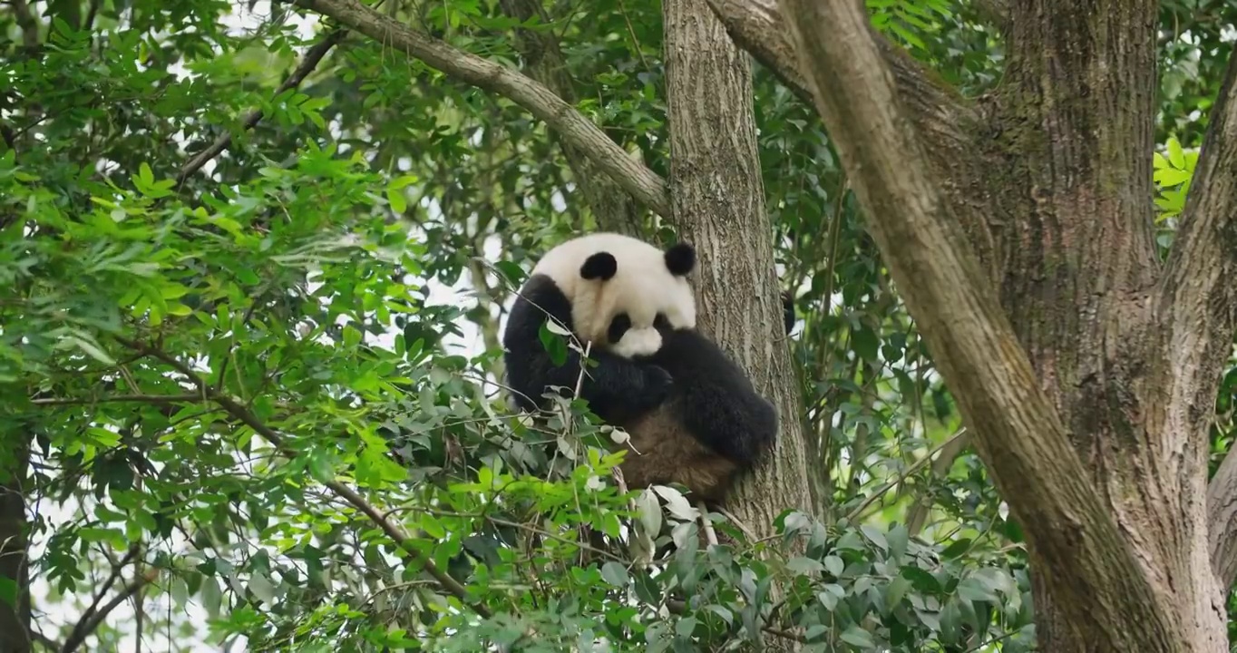一只熊猫在树上视频素材